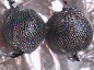 Preview: 2 Poi Profi deluxe "Black Snake"